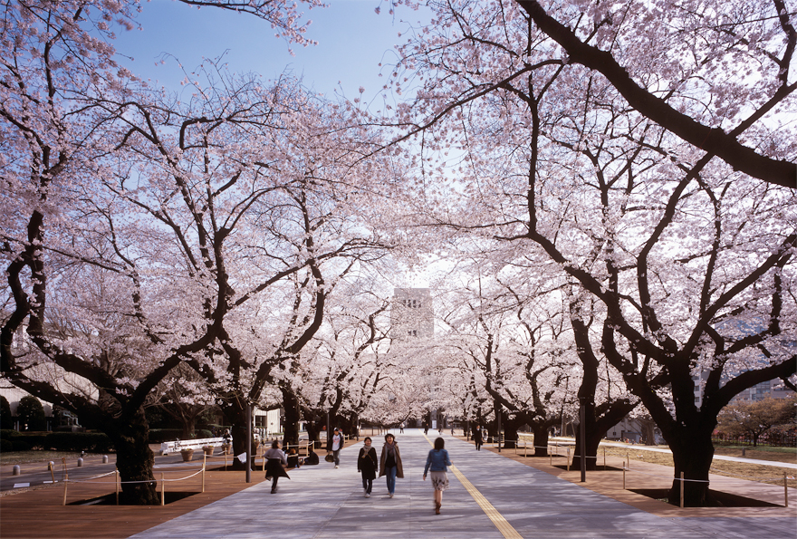 東京工業大学本館前プロムナード　Tokyo Institute of Technology Main Promenade