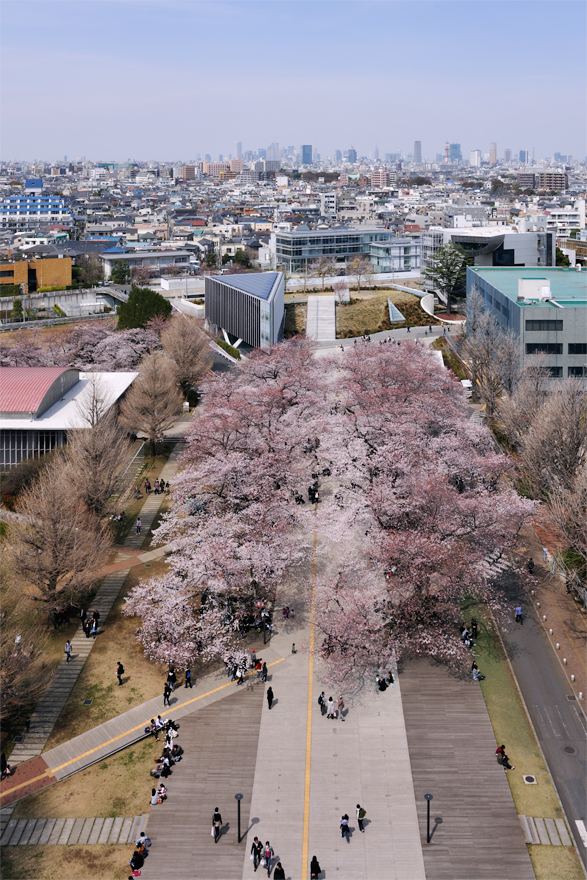東京工業大学本館前プロムナード　Tokyo Institute of Technology Main Promenade