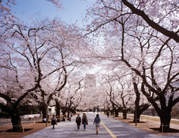 東京工業大学本館前プロムナード　Tokyo Institute of Technology Main Promenade